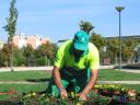 Changing of seasonal flowers Valdemoro (Spain)