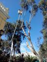 Pruning at height in Las Palmas (Spain)