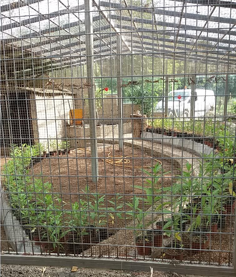 Instalación de un mariposario en el parque urbano de San Juan en Telde (Gran Canaria)
