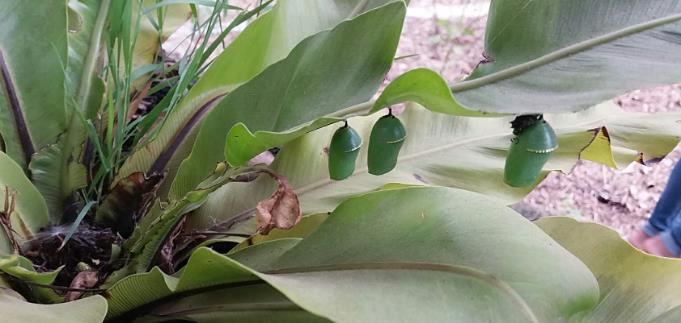 Instalación de un mariposario en el parque urbano de San Juan en Telde (Gran Canaria)