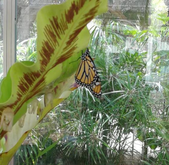 Instalación de un mariposario en el parque urbano de San Juan en Telde (Gran Canaria)