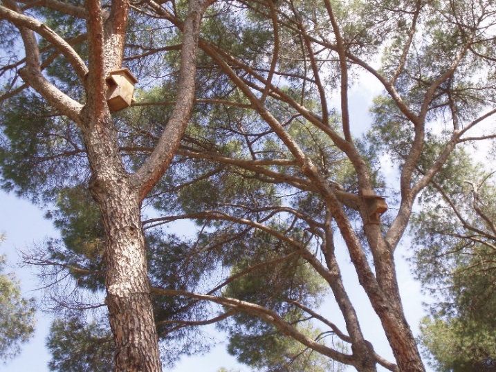 Colocación de cajas nido en árboles de los jardines gestionados por FCC MEDIO AMBIENTE