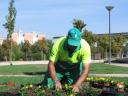 Changing of seasonal flowers Valdemoro (Spain)